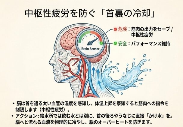 深部体温の上昇を抑える首の後ろの冷却効果