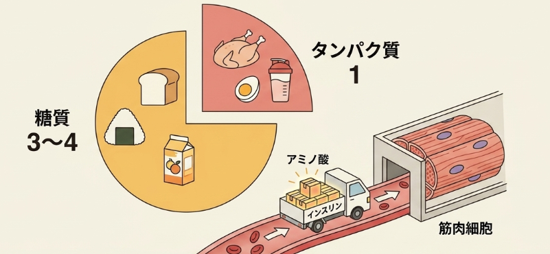 筋肉の修復を早めるタンパク質と糖質の黄金比